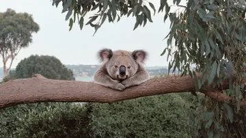 Tranquil Eucalyptus Dream - Пример 2