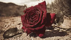 Desert Punk Noir Style - Пример 1