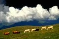 Vibrant Pastoral Landscape - Пример 2