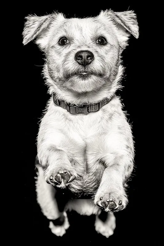 Monochrome Elegance - Пример 4