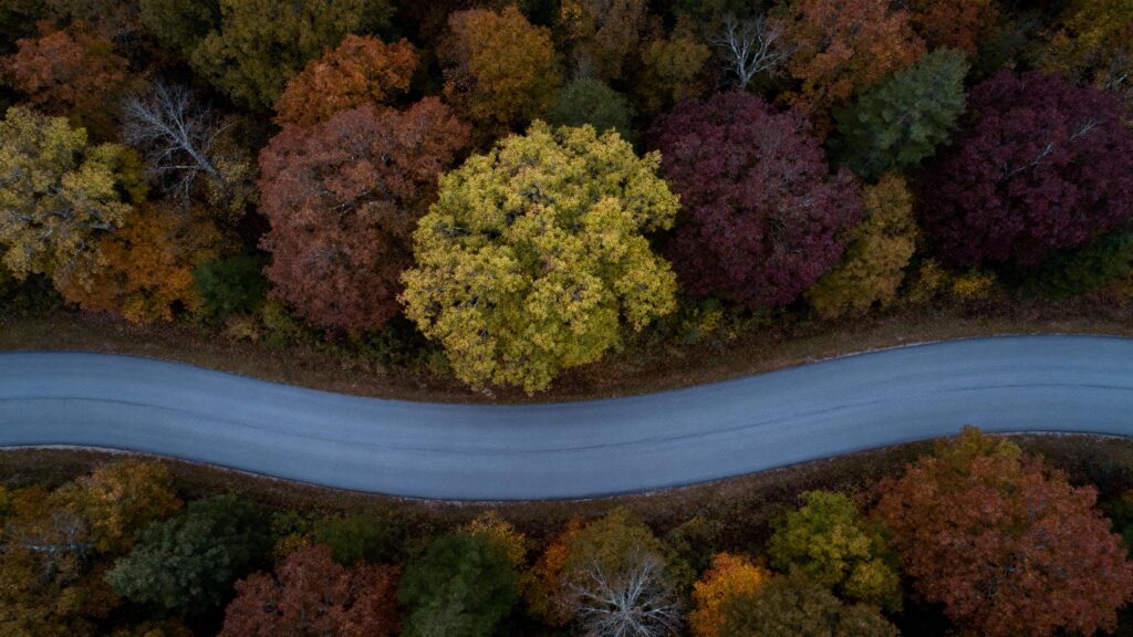 Aerial forest canopy S-curve road - Пример 1