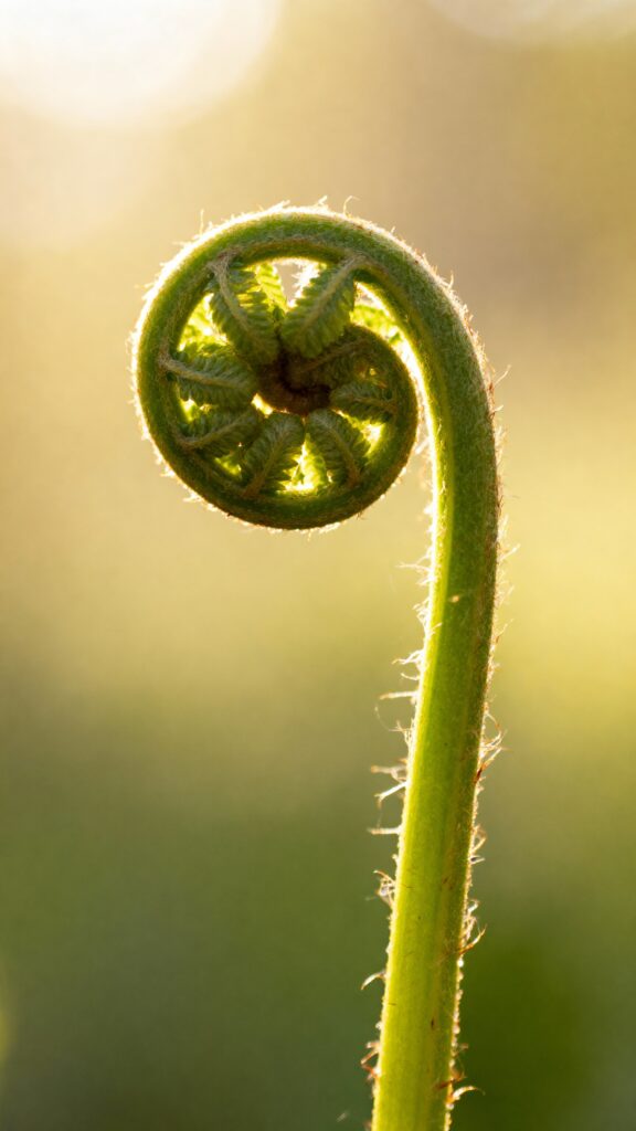 Fern Fiddlehead Macro Phone Wallpaper - Пример 1
