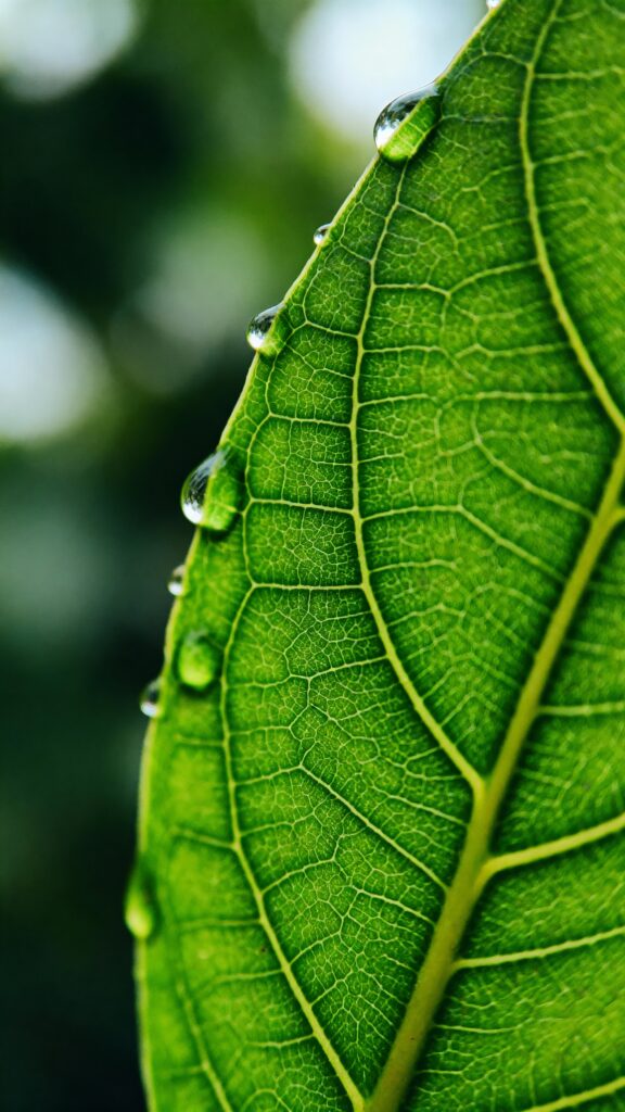Leaf macro with dew and bokeh - Пример 1