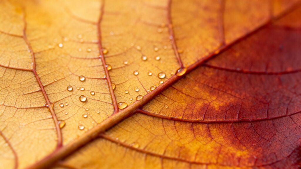 Leaf veins macro seasonal study - Пример 1