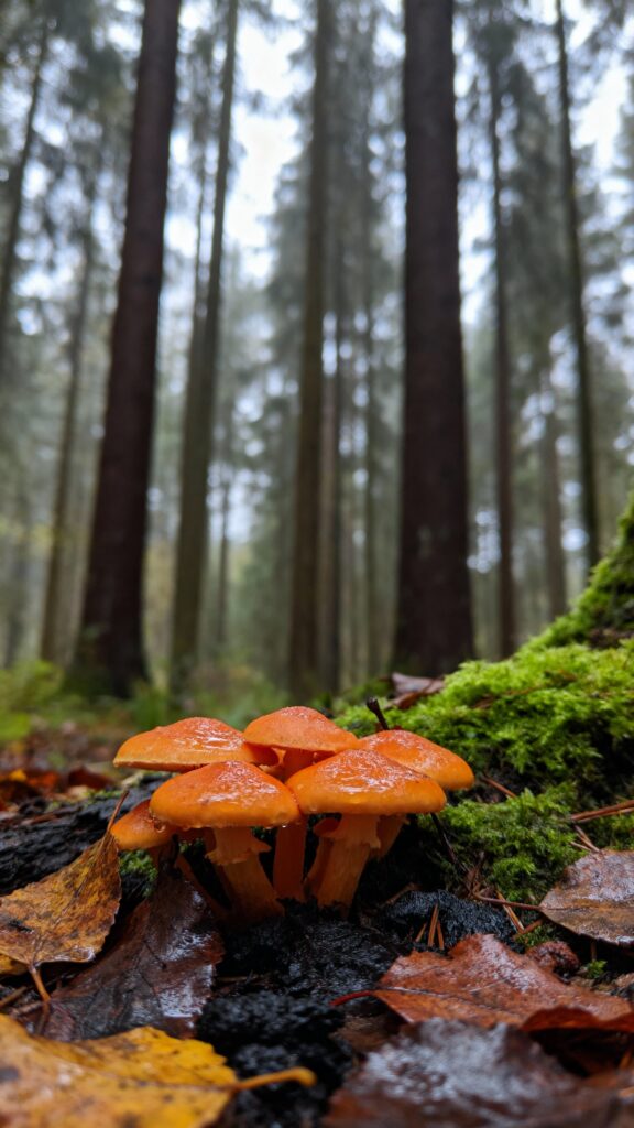 Mushroom forest floor macro study - Пример 1