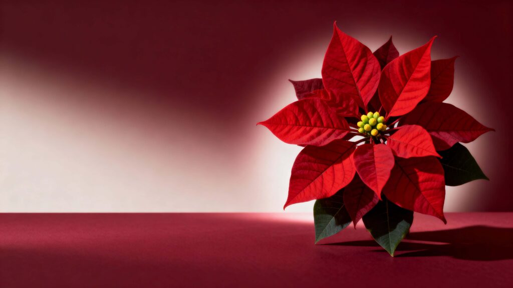 Poinsettia on burgundy Christmas background - Пример 1